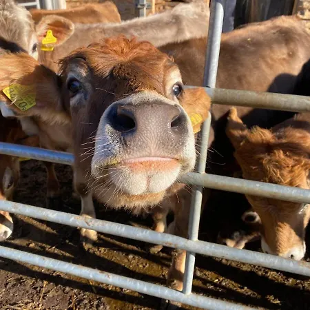 Glisch A 아파트 Mathon